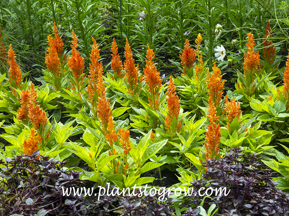 Celosia Fresh Look Orange
